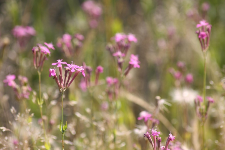 Silene armeria